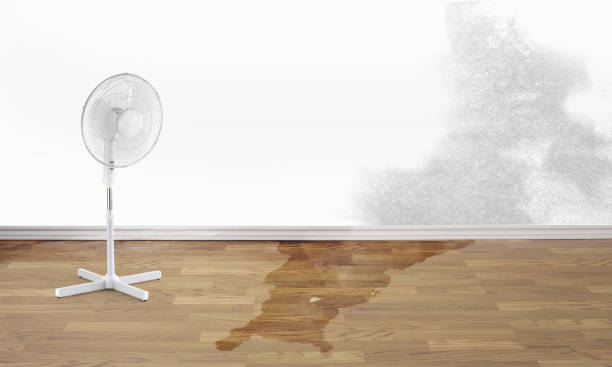Best Water damage contractors near me  in Bisbee, AZ