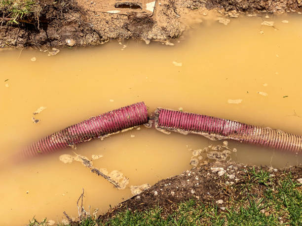Best Water damage cleanup near me  in Bisbee, AZ